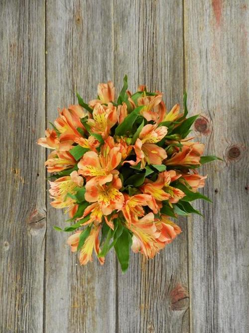 ORANGE ALSTROEMERIA